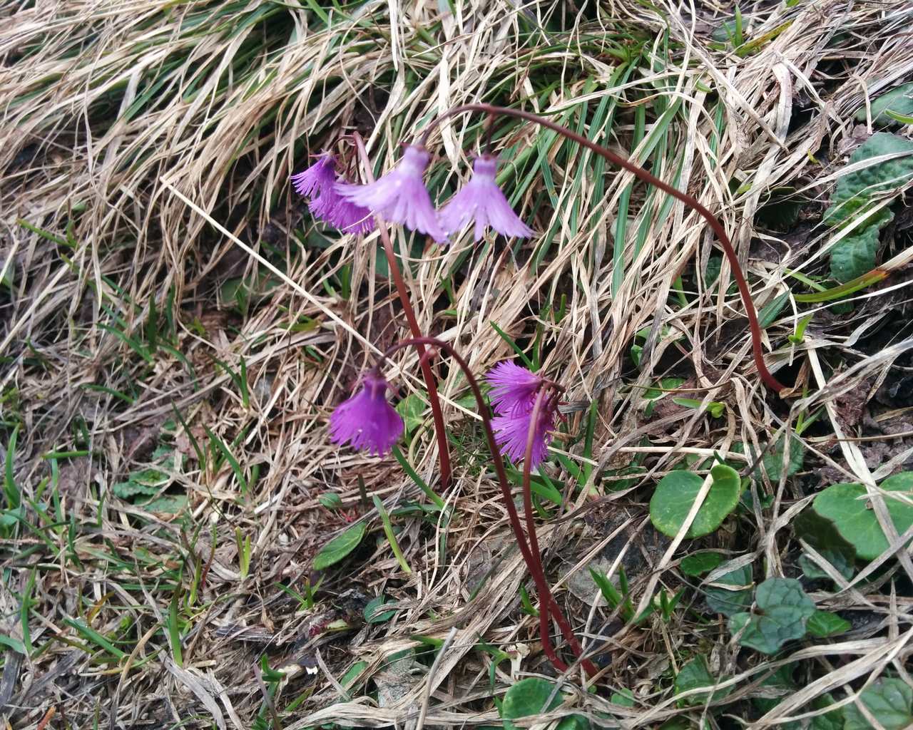 Soldanella alpina